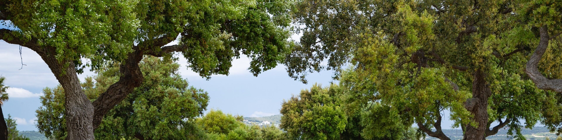 San Roque Golf showing a park