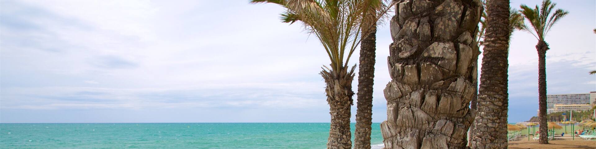 A sandy beach with palm trees and a calm sea.