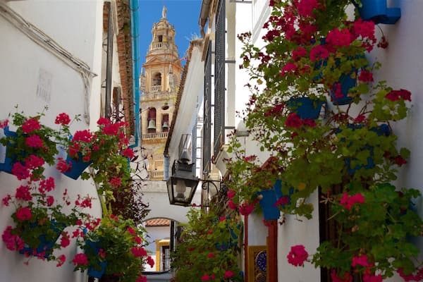 Cordoba which includes flowers and wildflowers