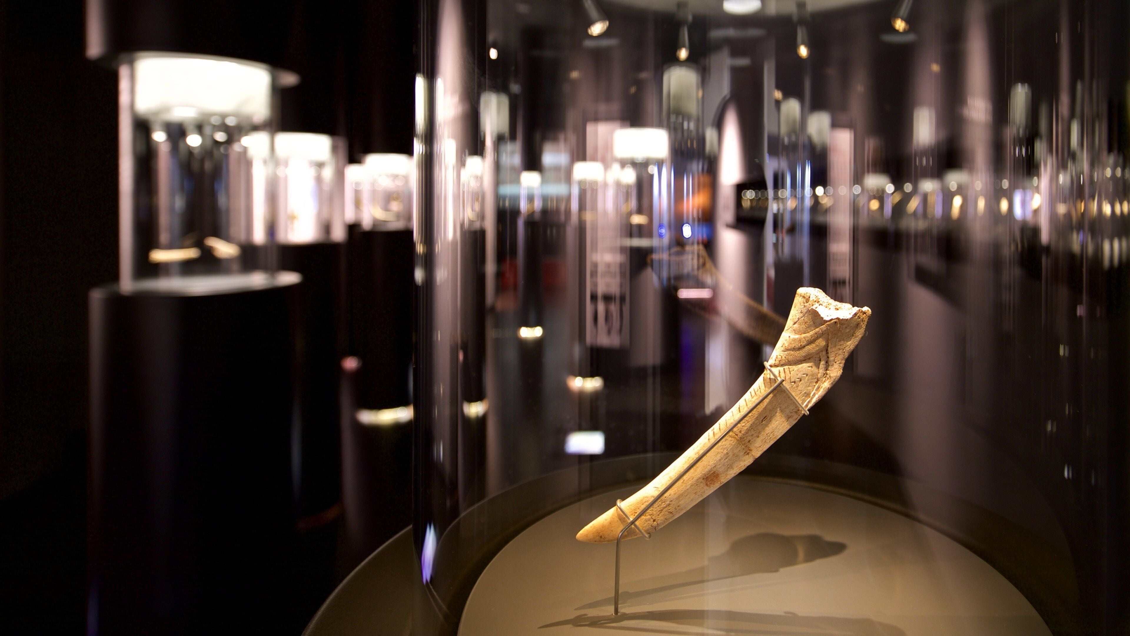 Musée de la Préhistoire et d\'archéologie de Cantabrie montrant vues intérieures