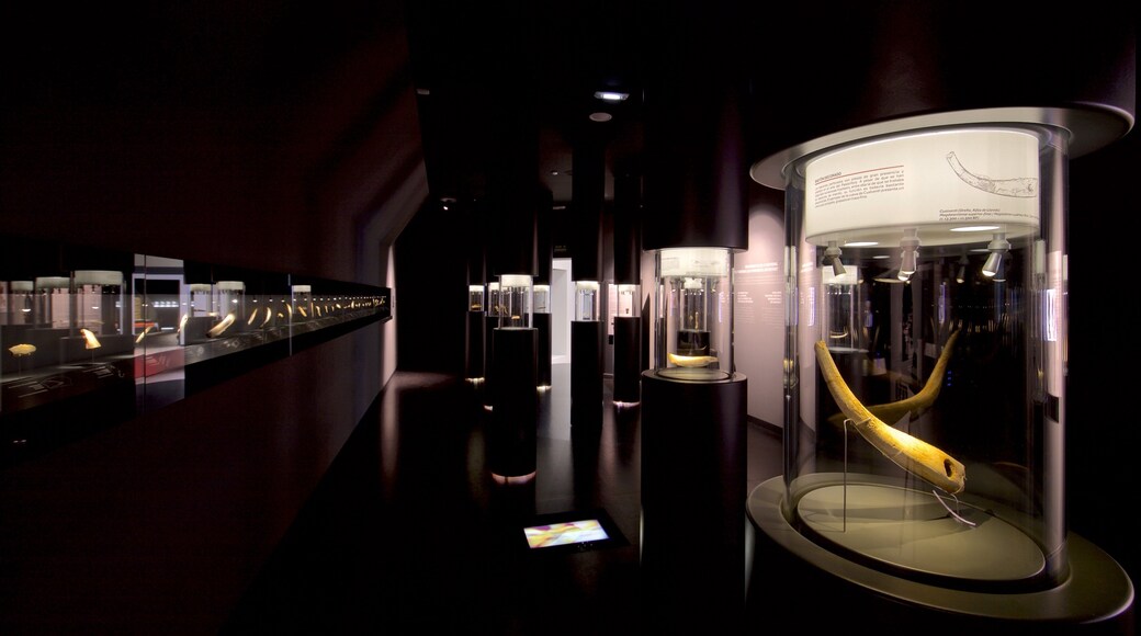 Museum of Prehistory and Archaeology of Cantabria which includes interior views
