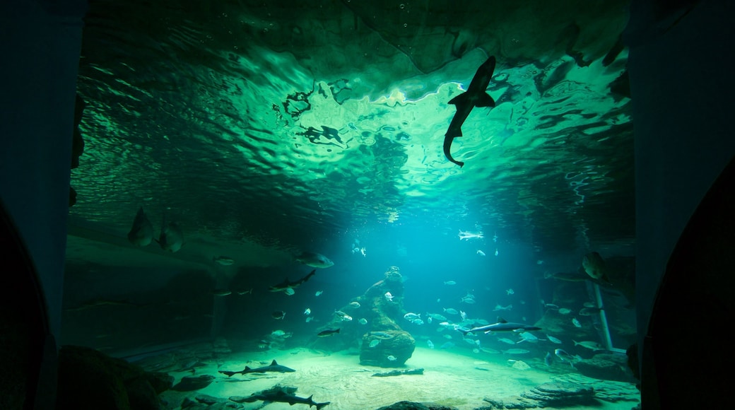 Cantabria Maritime Museum showing interior views and marine life