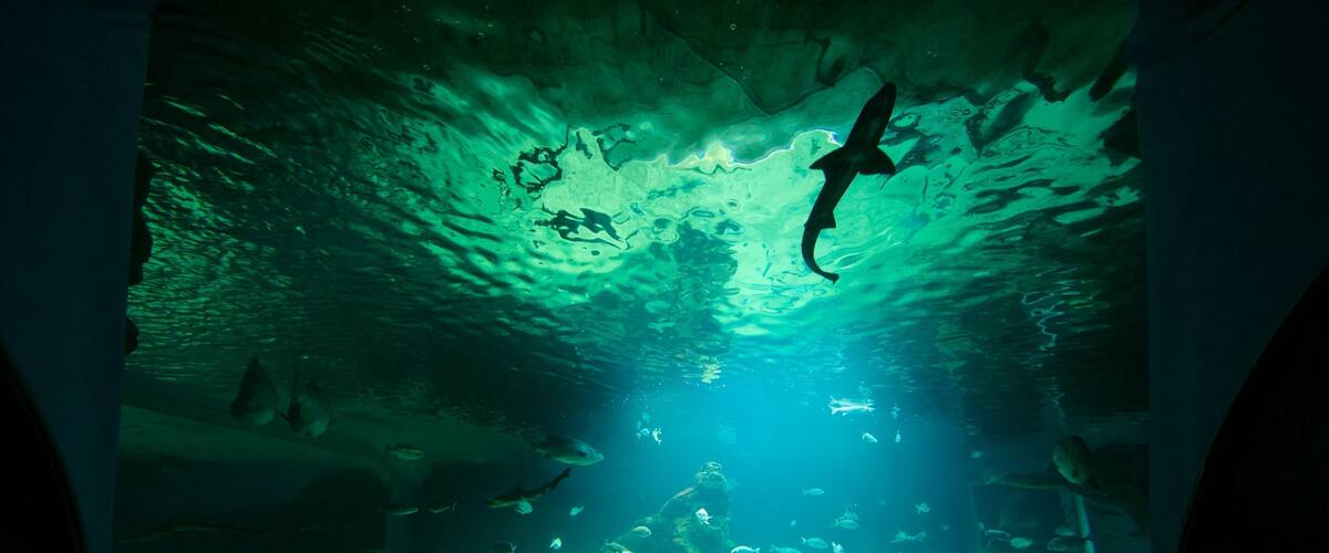 Cantabrian merenkulkumuseo johon kuuluu sisäkuvat ja merielämä