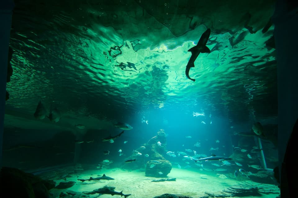 An underwater aquarium with various fish swimming around rocks and a diver observing the marine life.