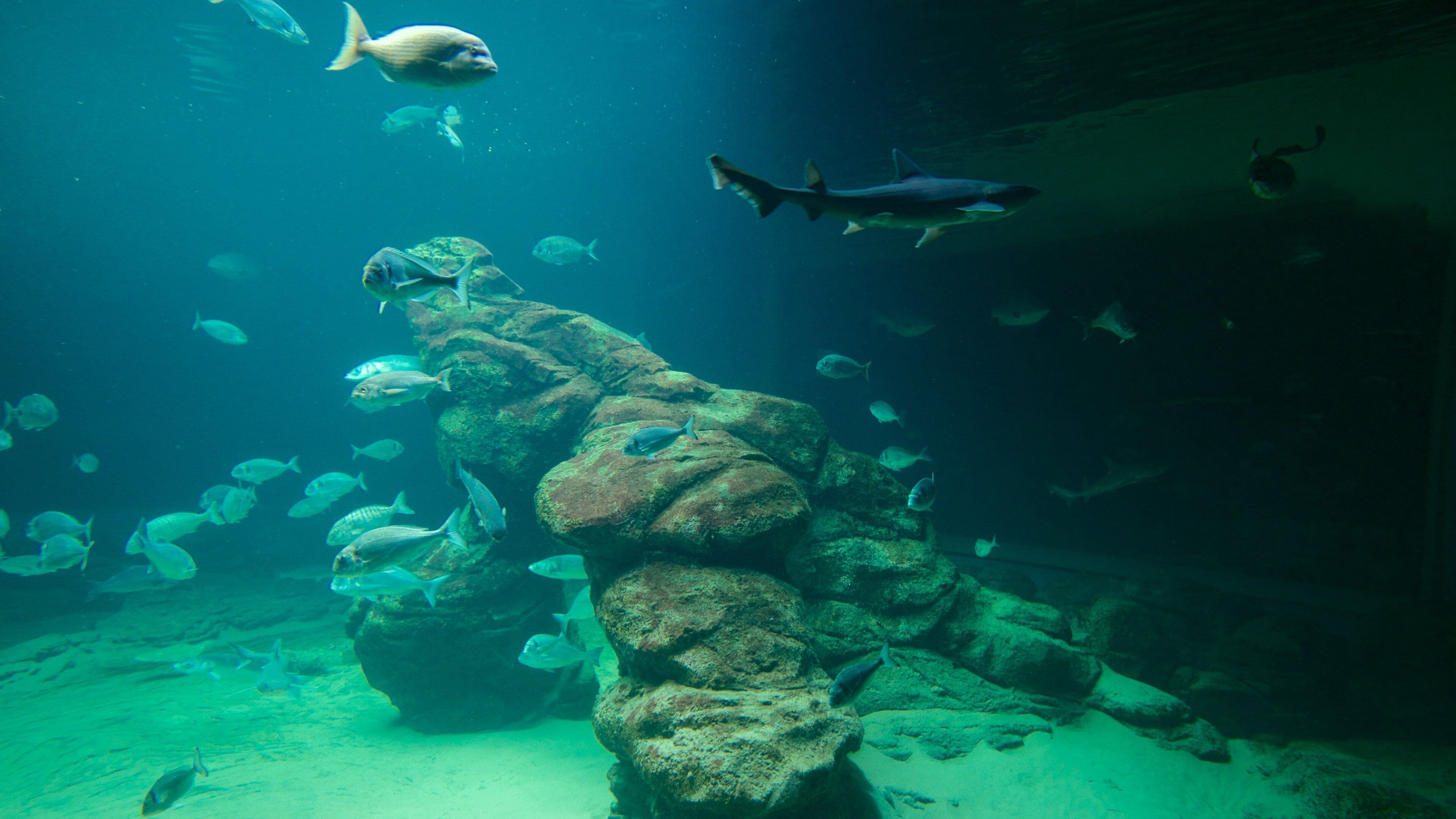 Cantabria Maritime Museum featuring interior views and marine life