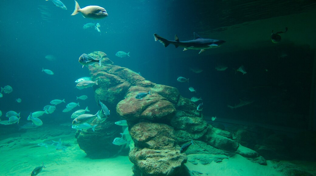 Cantabria Maritime Museum featuring interior views and marine life