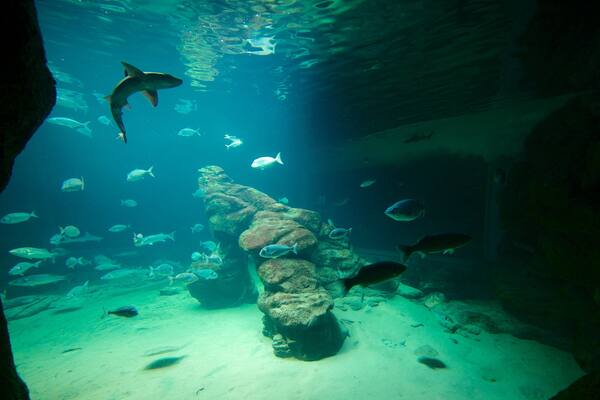 Cantabria Maritime Museum which includes interior views and marine life