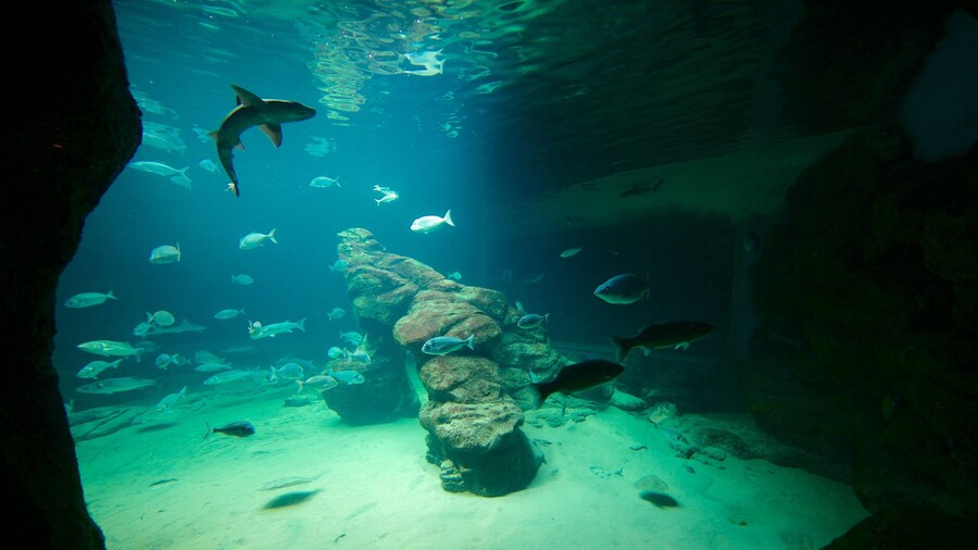 Museo Marítimo del Cantábrico que incluye vida marina y vista interna