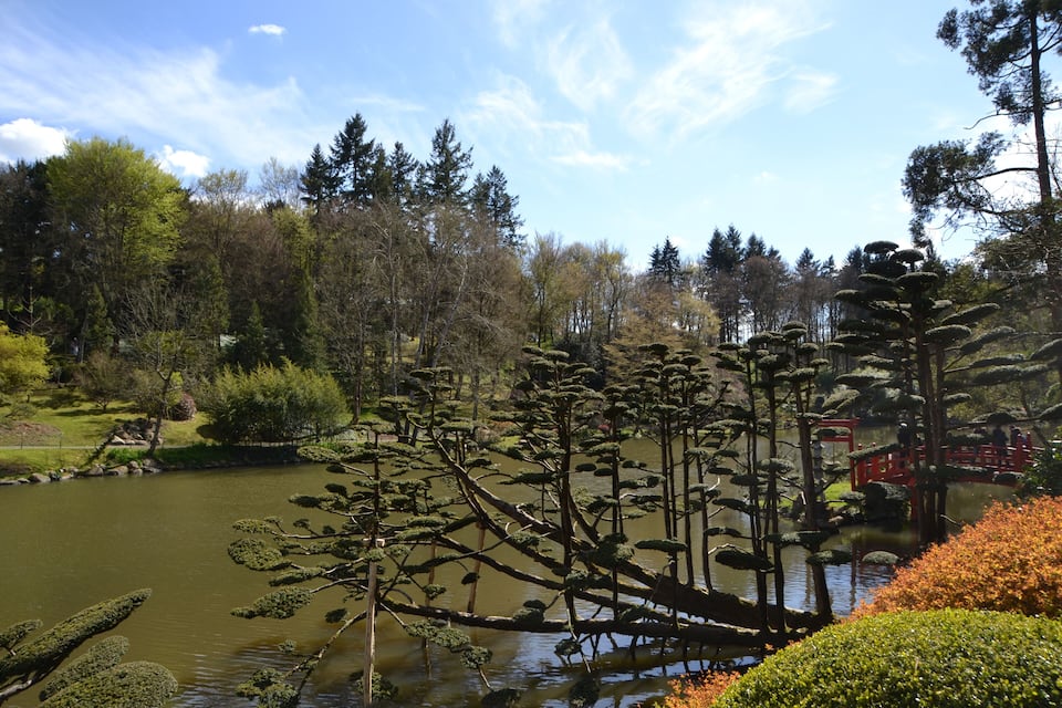 A serene pond surrounded by trees and shrubs, with a red bridge in the background.