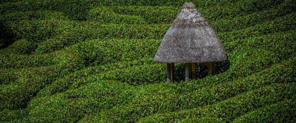 Maze inside glendurgan gardens national trust