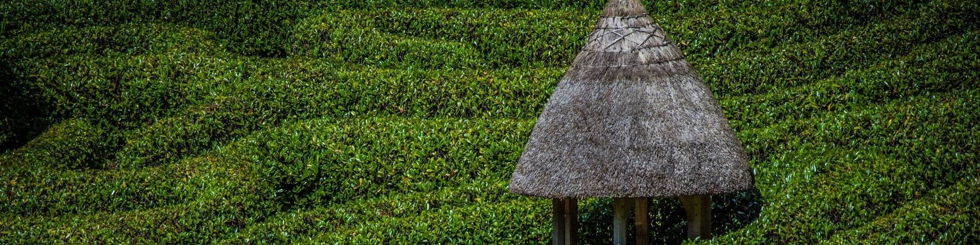 Maze inside glendurgan gardens national trust