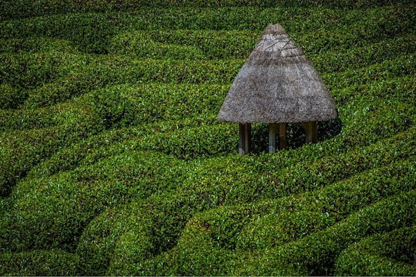 Maze inside glendurgan gardens national trust
