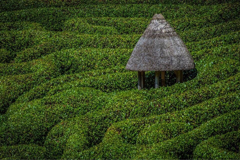 A thatched-roof hut surrounded by lush green tea plantations.