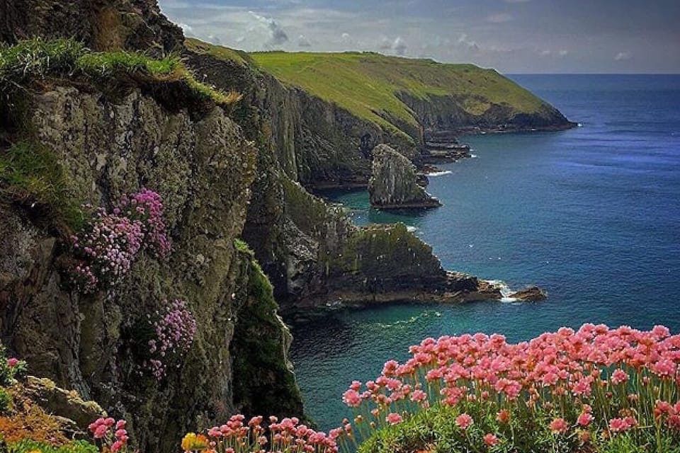 A coastal cliff with pink flowers and a view of the ocean.