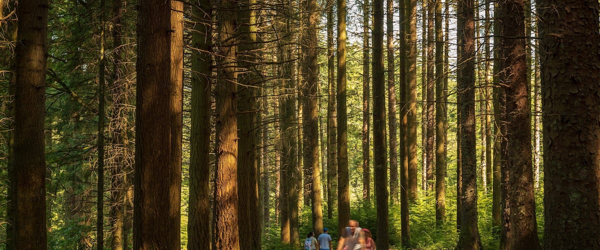 Tollymore Forest Park showing forests and a park