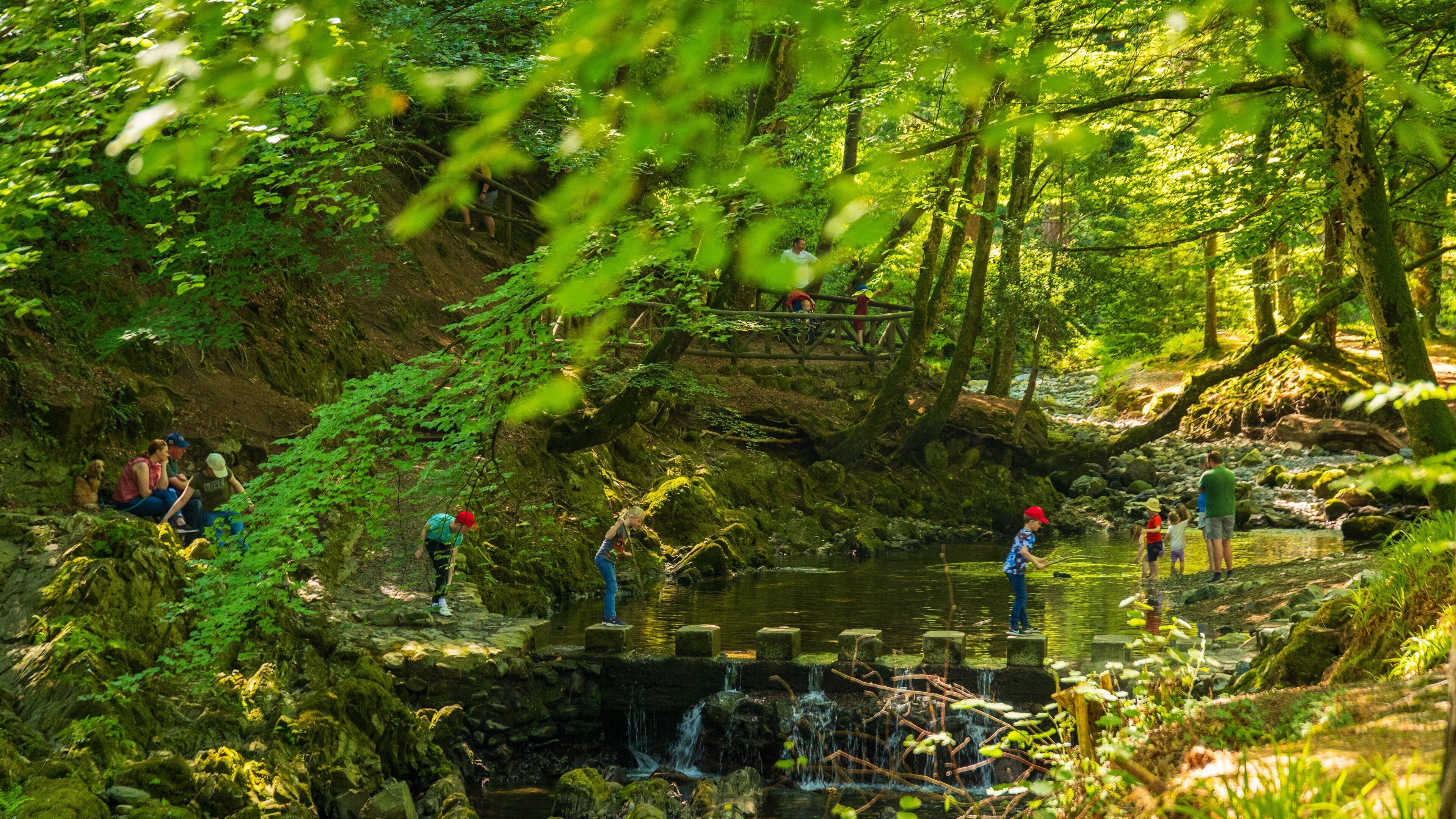 Tollymore Forest Park featuring a garden and forest scenes