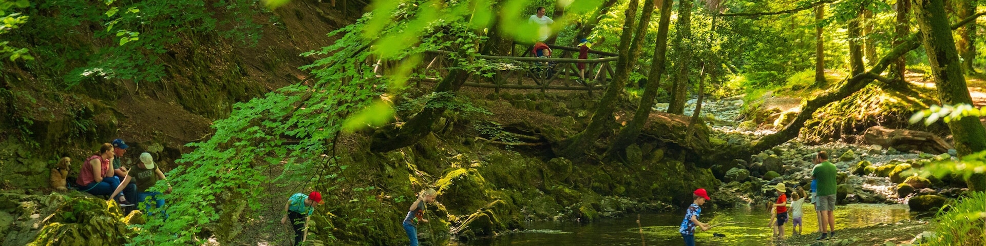 Tollymore Forest Park featuring a garden and forest scenes