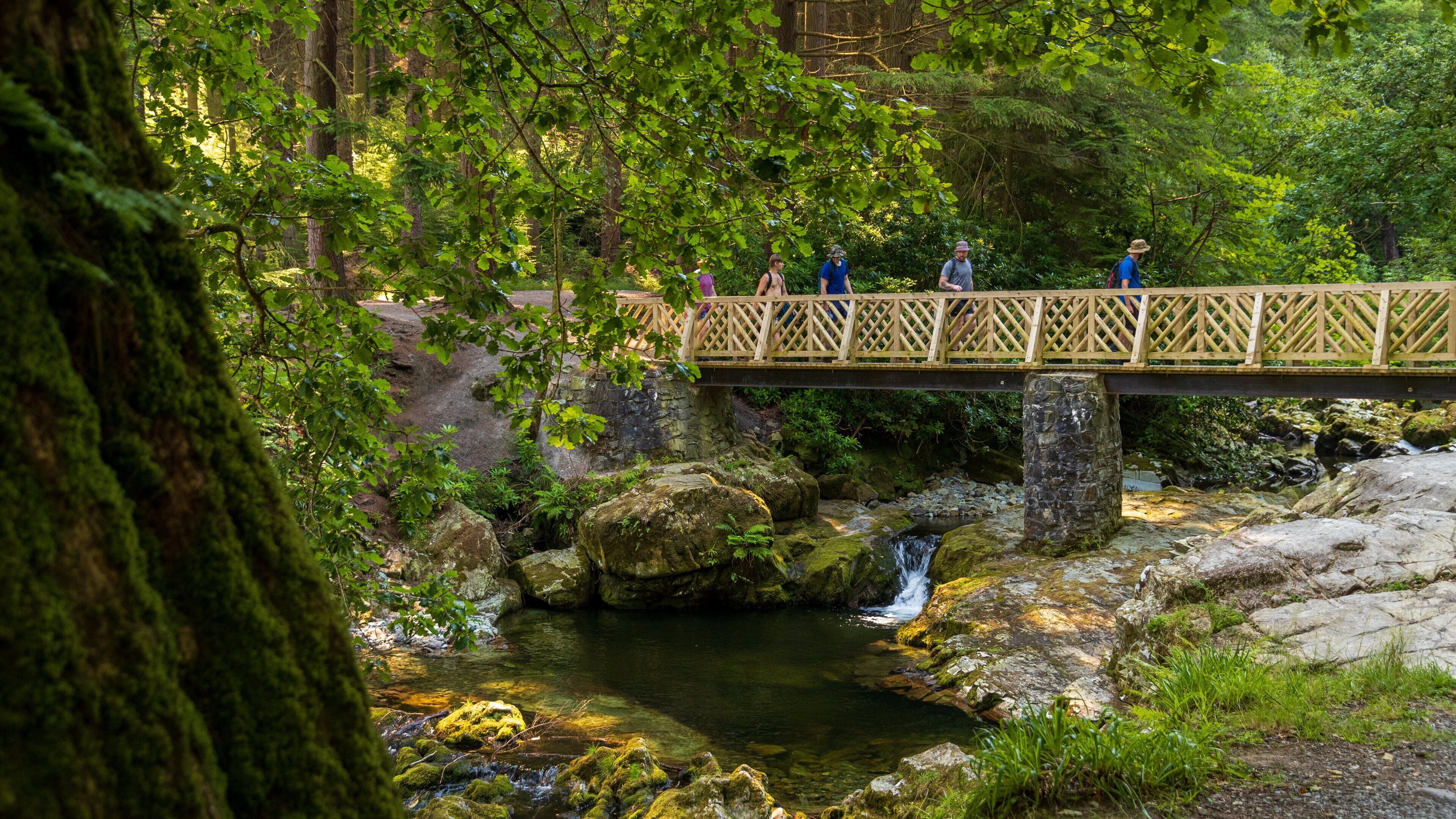 Tollymore Forest Park which includes a bridge, a river or creek and forests