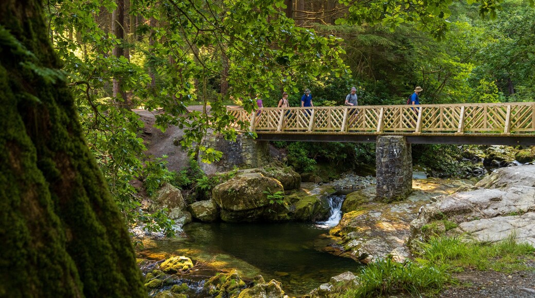 Tollymore Forest Park which includes a bridge, a river or creek and forests