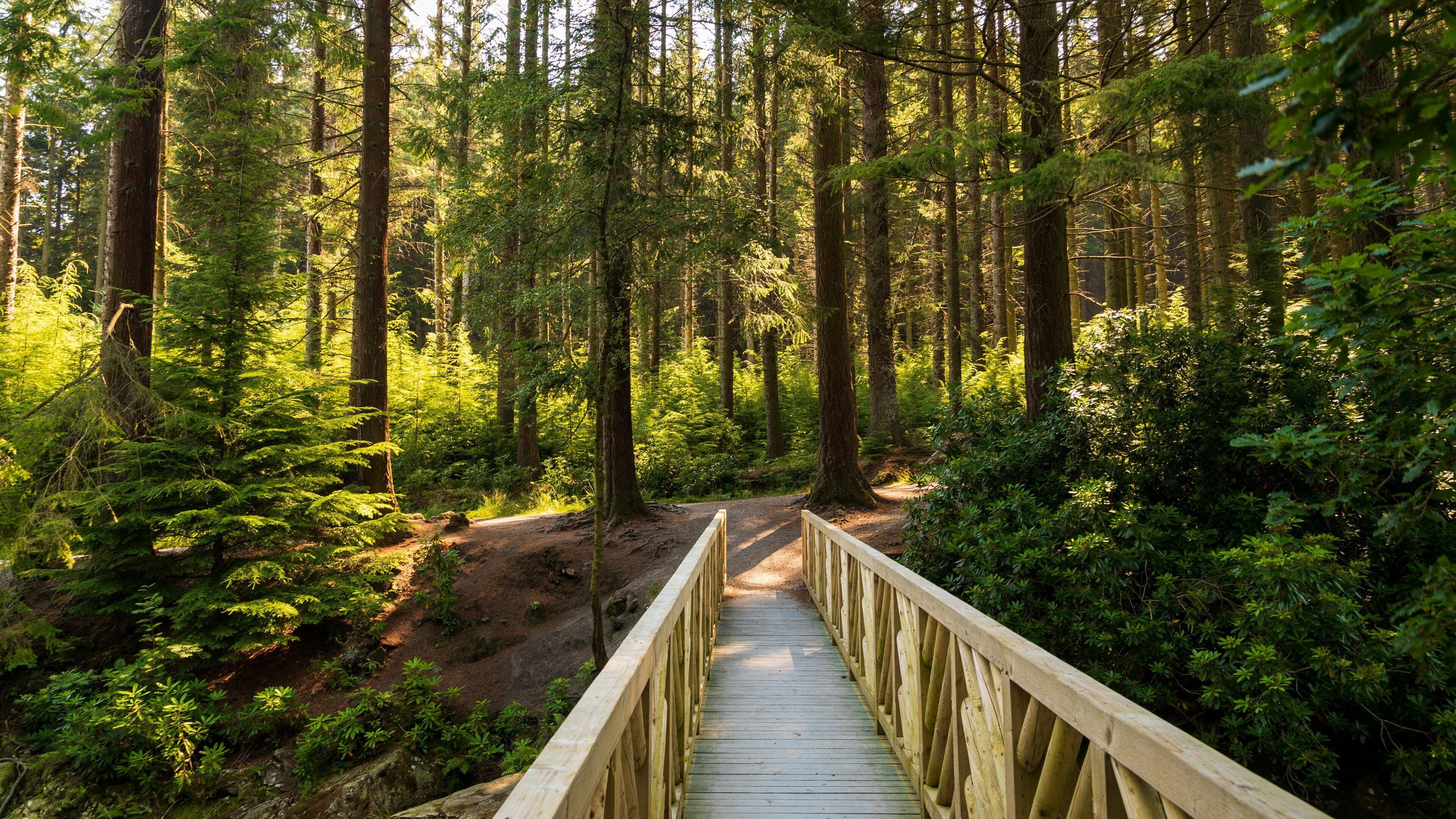 Tollymore Forest Park which includes a park and forest scenes