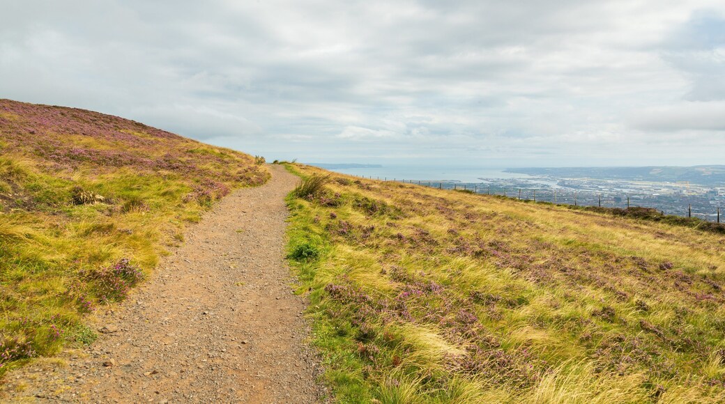 Black Mountain showing tranquil scenes