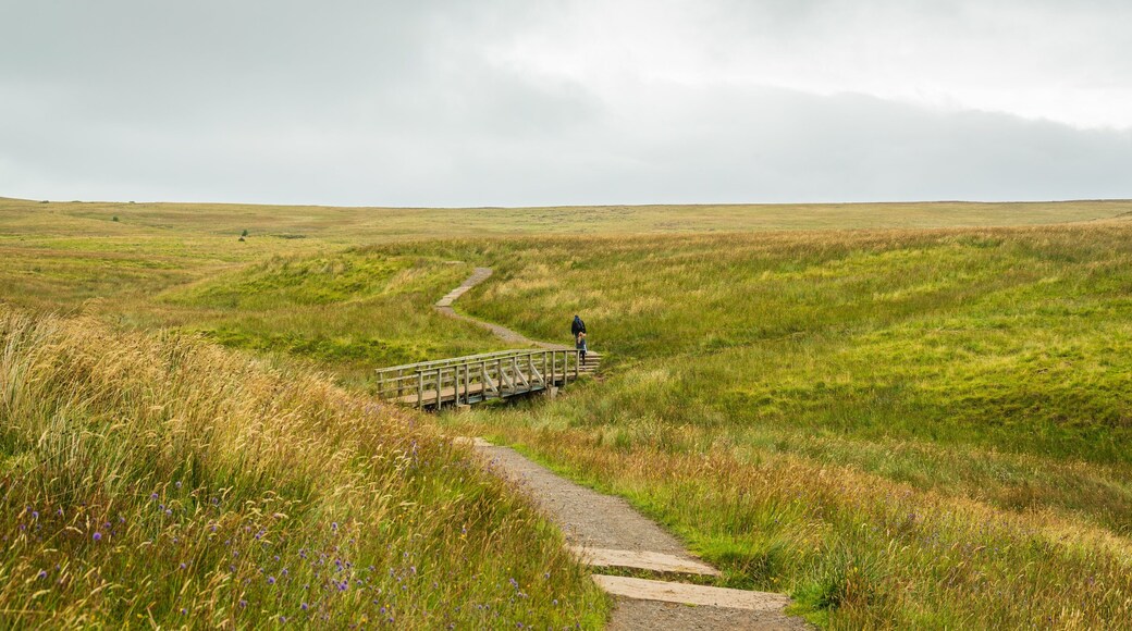 Black Mountain featuring tranquil scenes