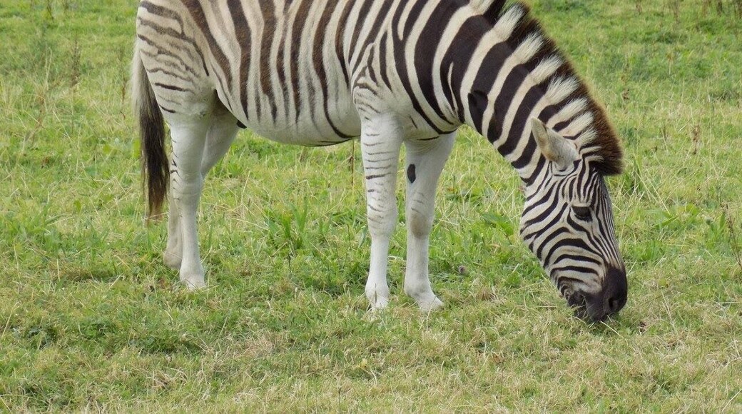 Manor House Wildlife Park, Pembrokeshire, Wales, UK.
#Vacation #Holiday #Trip #Travel #Summer #Wales #Pembrokeshire #PembrokeshireCoast #NationalPark #Countryside #Seaside #Nature #Walking #Hiking #Outdoors #GetOutside #Exploring #Adventure #TheGreatOutdoors #WildPlaces #GreatBritain #BritainsBreathingSpaces