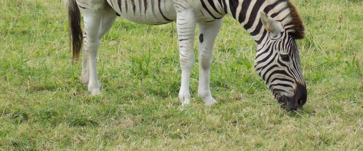 Manor House Wildlife Park, Pembrokeshire, Wales, UK.
#Vacation #Holiday #Trip #Travel #Summer #Wales #Pembrokeshire #PembrokeshireCoast #NationalPark #Countryside #Seaside #Nature #Walking #Hiking #Outdoors #GetOutside #Exploring #Adventure #TheGreatOutdoors #WildPlaces #GreatBritain #BritainsBreathingSpaces