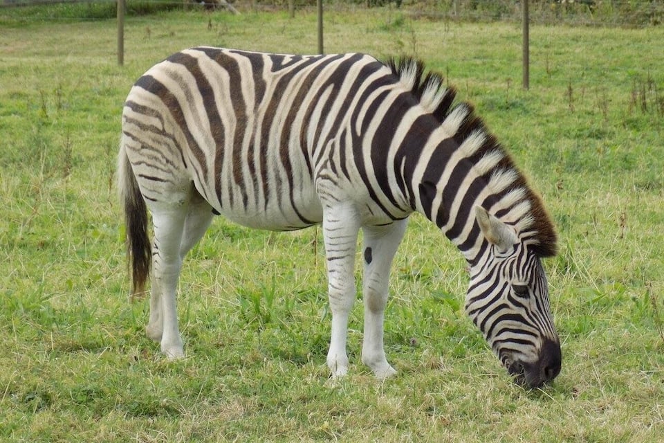 A zebra grazing in a grassy field with a fence in the background.