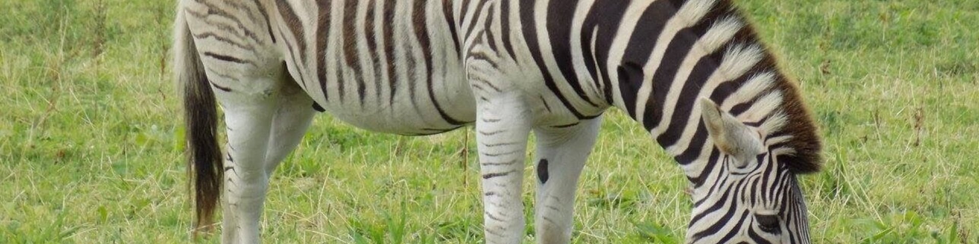 Manor House Wildlife Park, Pembrokeshire, Wales, UK.
#Vacation #Holiday #Trip #Travel #Summer #Wales #Pembrokeshire #PembrokeshireCoast #NationalPark #Countryside #Seaside #Nature #Walking #Hiking #Outdoors #GetOutside #Exploring #Adventure #TheGreatOutdoors #WildPlaces #GreatBritain #BritainsBreathingSpaces