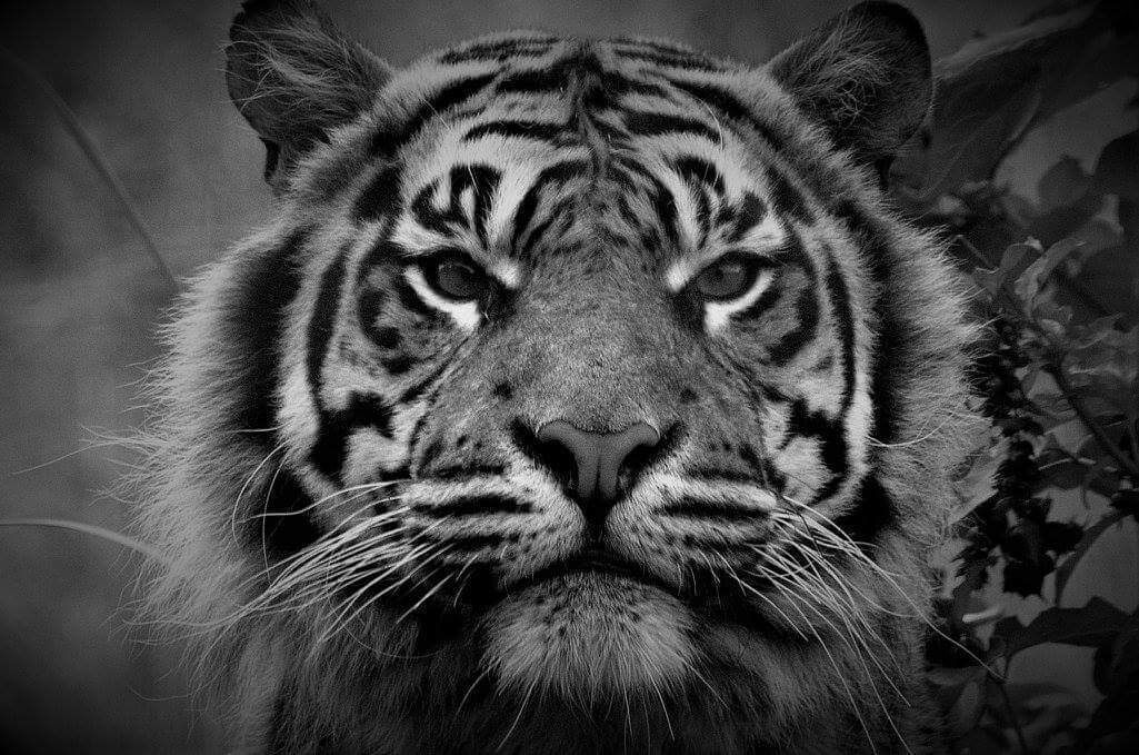 Taken at Anna's Zoo.