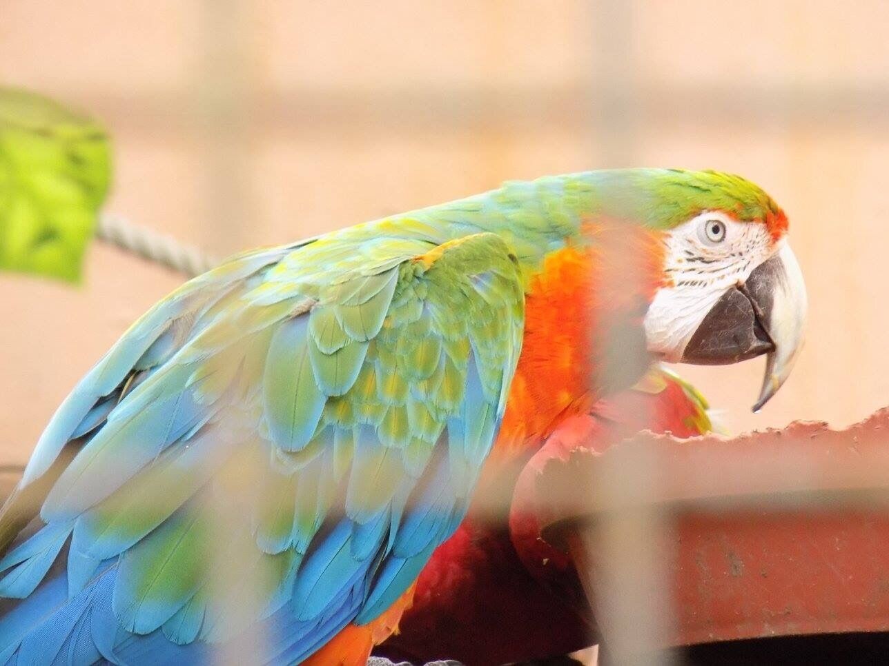 Manor House Wildlife Park, Pembrokeshire, Wales, UK.
#Vacation #Holiday #Trip #Travel #Summer #Wales #Pembrokeshire #PembrokeshireCoast #NationalPark #Countryside #Seaside #Nature #Walking #Hiking #Outdoors #GetOutside #Exploring #Adventure #TheGreatOutdoors #WildPlaces #GreatBritain #BritainsBreathingSpaces 