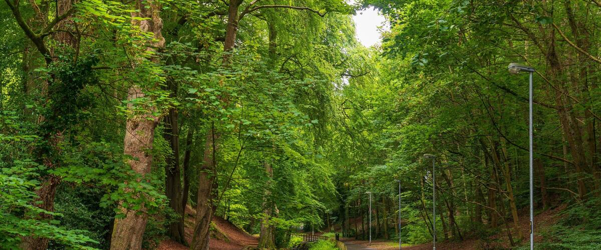 St. Columb\'s Park featuring forests and a park