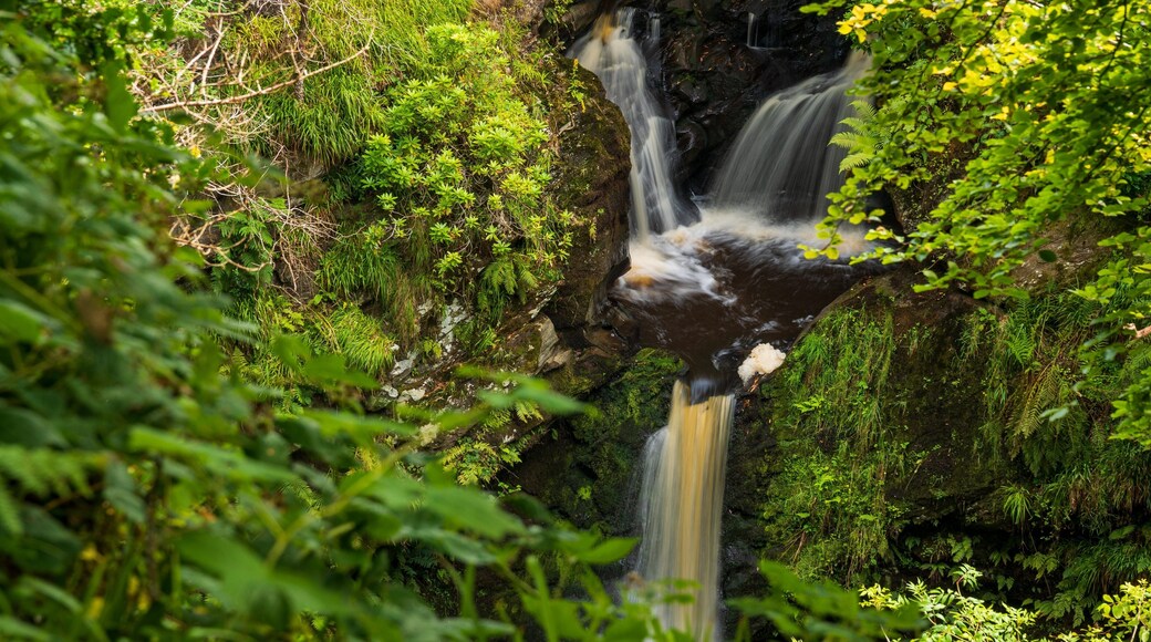Ness Wood featuring a cascade and a river or creek