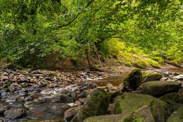 Ness Wood featuring a river or creek and forest scenes