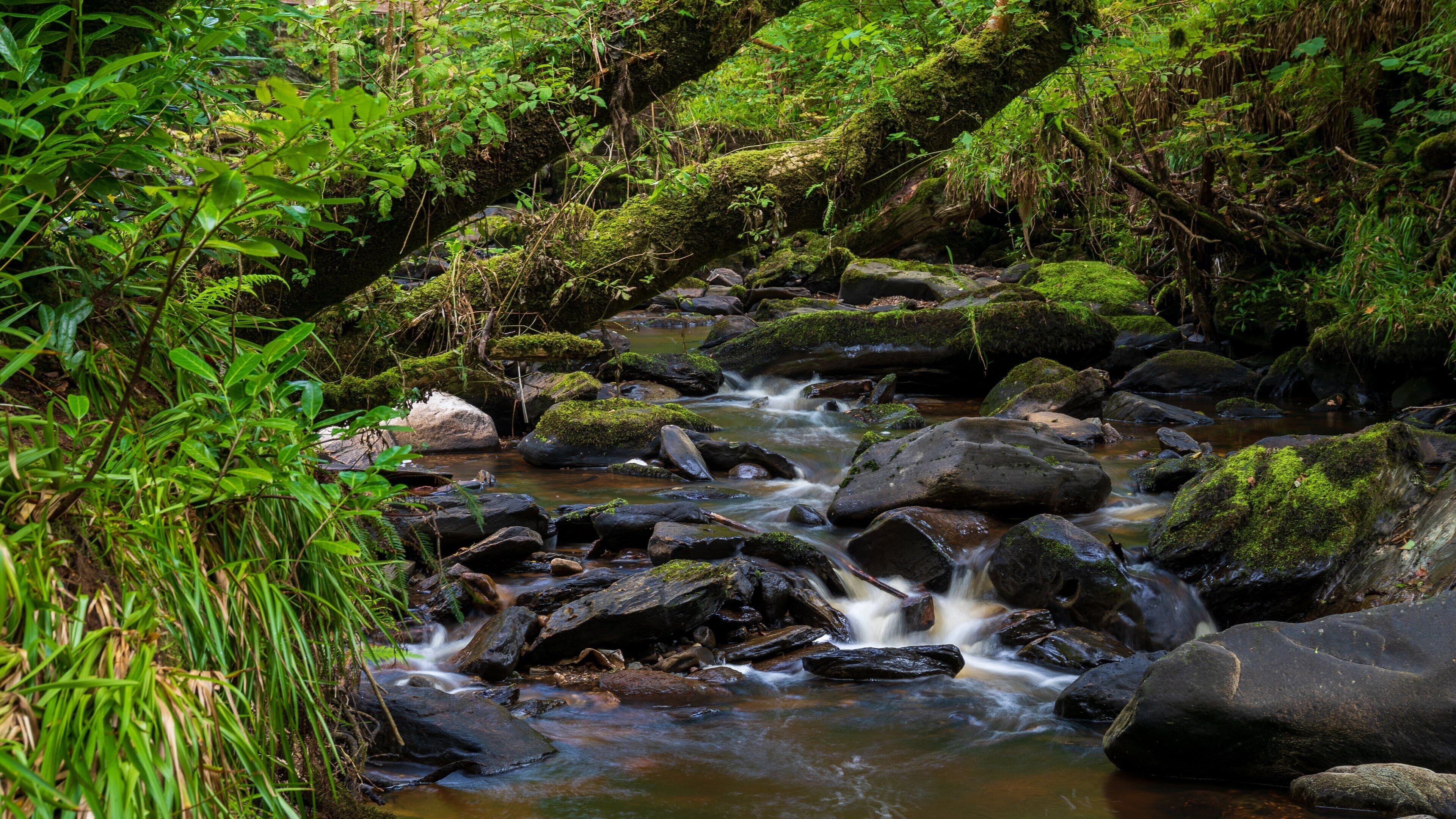 Ness Wood featuring a river or creek and forests