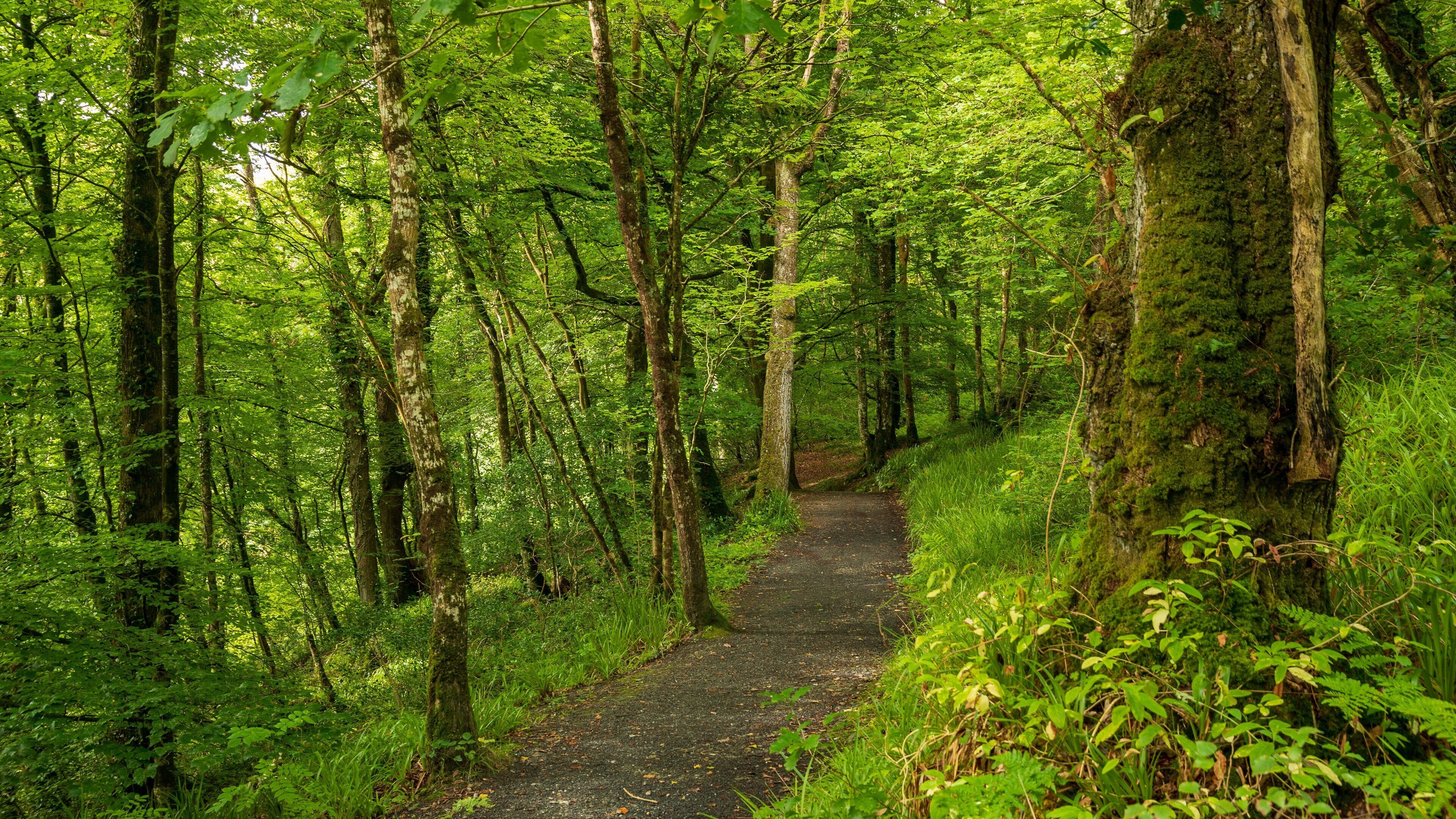 Ness Wood which includes forest scenes