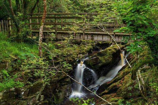 Ness Wood showing a river or creek and forest scenes