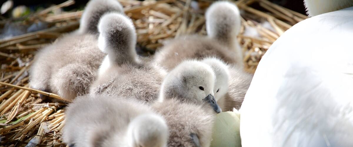Weymouth joka esittää linnusto