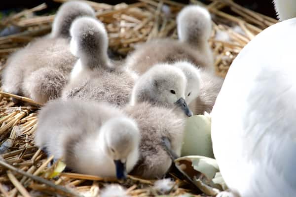 Weymouth das einen Vögel