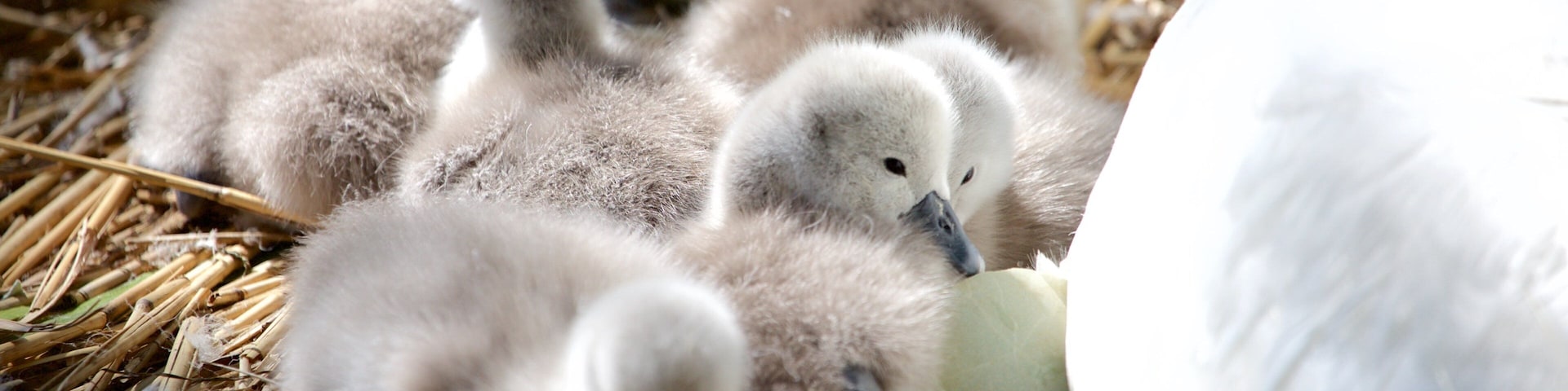 Weymouth featuring bird life