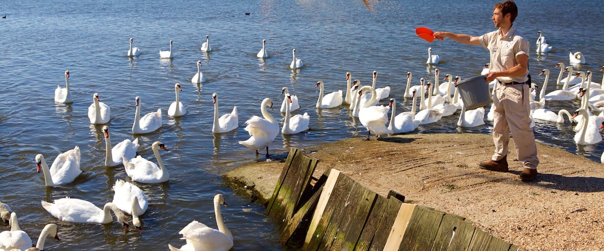Weymouth montrant lac ou étang et vie des oiseaux aussi bien que homme