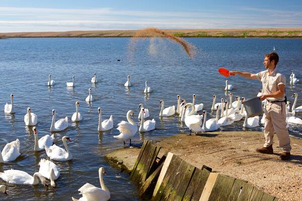 Weymouth mit einem Vögel und See oder Wasserstelle sowie einzelner Mann
