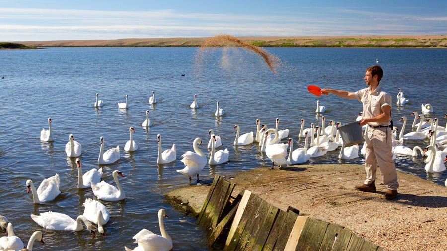 Una persona alimenta cisnes junto a un lago con un muelle de madera.