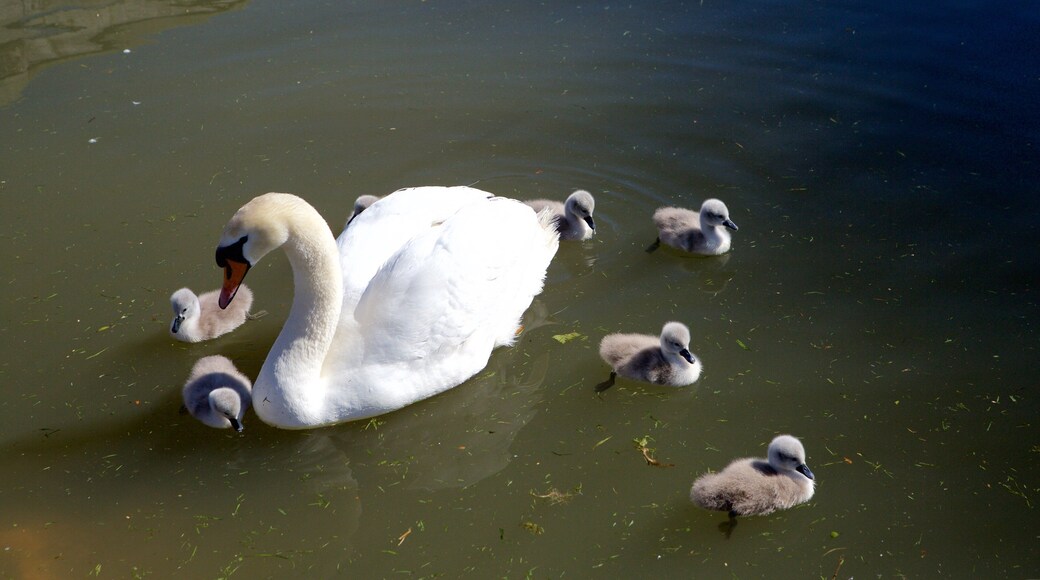 Weymouth showing bird life