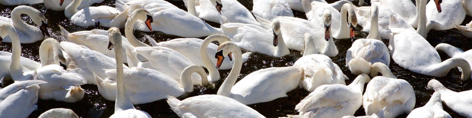 A large flock of white swans swimming in a body of water.