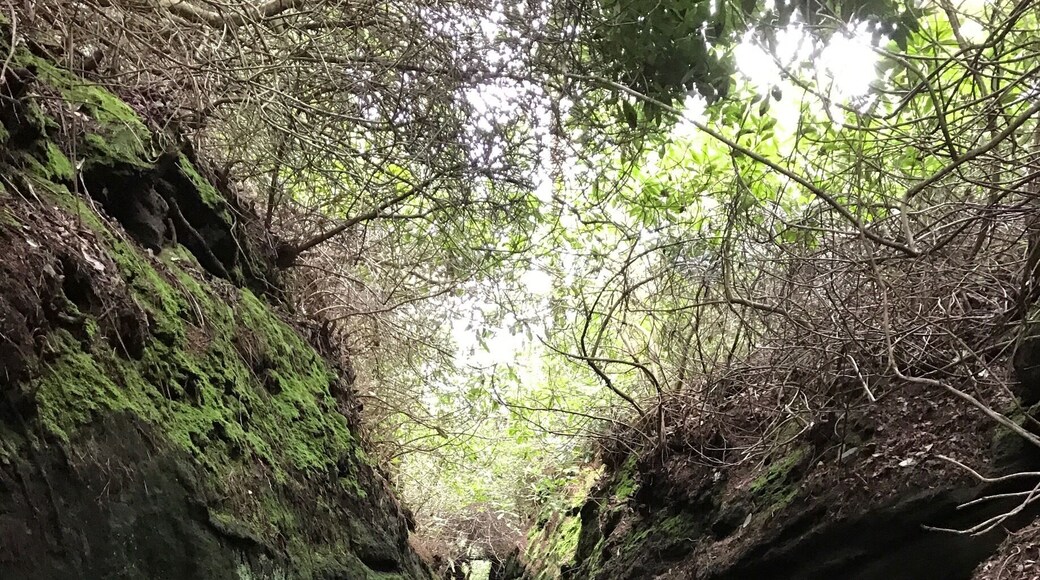 Hawkstone Park Follies. This is a narrow path known as The Cleft
