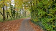 A tree-lined path with fallen leaves and a metal fence on one side.
