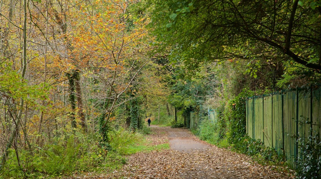 Parque recreativo de Telford que incluye hojas de otoño y un parque