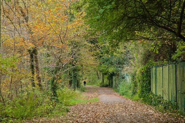 Telford Town Park welches beinhaltet Herbstfarben und Garten